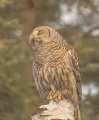 Barred Owl Shaking Its Head