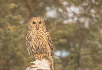 Barred Owl Looking Very Intent