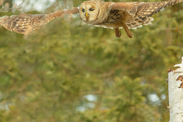Barred Owl Hunting For Food