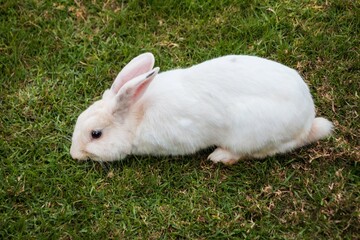 Fluffy White Rabbit Grazing on a Lush Green Lawn