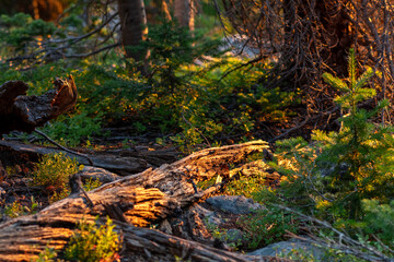 A close up tranquil forest scene at golden hour showcasing sunlit trees and fallen logs in a lush natural environment