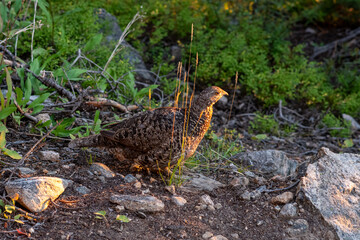 A dusky grouse foraging in a rocky forest clearing during golden hour light at sunset