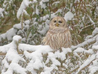 Barred Owl In A Snowy Evergreen Tree