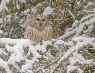 Barred Owl In A Snowy Evergreen Tree