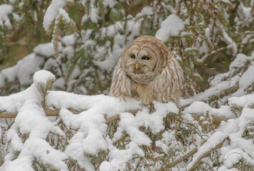 Barred Owl In A Snowy Evergreen Tree