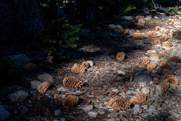 Pine cones scattered on the forest floor surrounded by rocks and fallen branches during a sunny afternoon in the wilderness