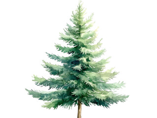 Watercolor Illustration of a Pine Tree