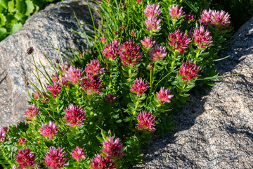 Blooming pink flowers thrive among rugged stones on a sunny day in a natural habitat during spring