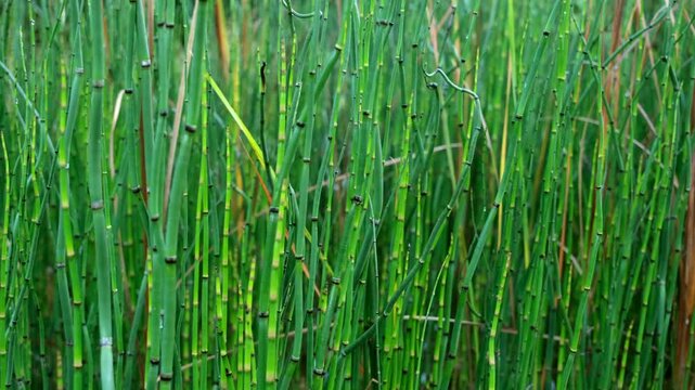 A stunning 4K video captures the intricate details of horsetail bamboo, showcasing its vibrant green stems, segmented joints, and serene natural beauty.