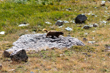 A small marmot in motion across a rocky area in a grassy meadow during a sunny day in the mountains