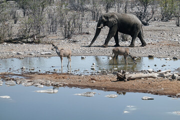Fototapeta premium Etosha National Park, Namibia