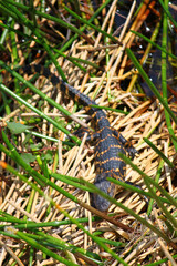 A juvenile American alligator in the Everglades National Park Florida