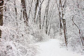 Fresh snowfall along a hiking trail in northern Illinois