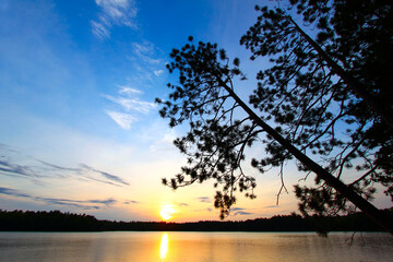 Beautiful sunset seen through pine trees over a northwoods Wisconsin lake