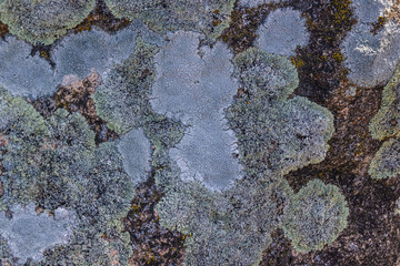 Lichens On Stone