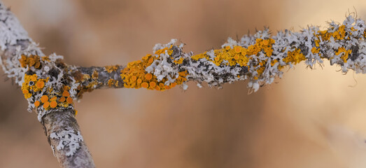 Lichens Growing On Bark Of Tree