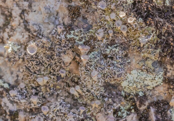 Lichen And Moss Growing Over A Stone