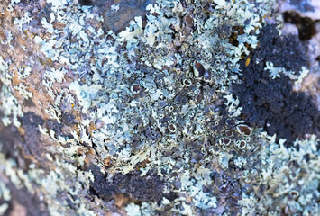Lichen Growing Over A Stone