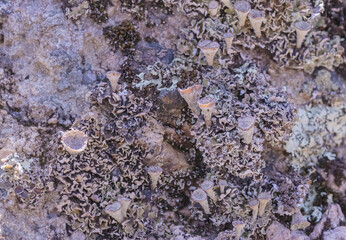 Lichens On Stone