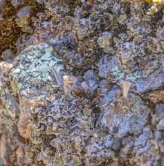 Lichen And Moss Growing Over A Stone