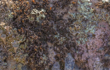 Lichen And Moss Growing Over A Stone