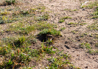 Obraz premium A chipmunk peering out from its burrow amid grassy terrain on a sunny day in an open field