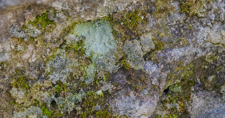 Lichens On Stone (Rhizocarpon)
