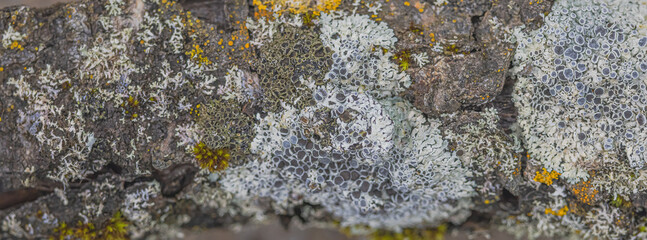 A Variety Of Lichens Growing Together