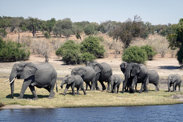 Chobe National Park in Botswana  