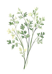 Fresh Green Herb Illustration for Culinary Use