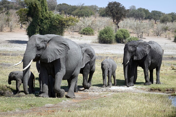 Chobe National Park in Botswana