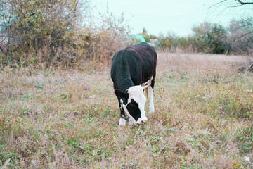 A black and white cow grazes on fresh grass in a tranquil field surrounded by sparse trees during early morning hours