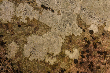 Map Lichens On Manitoulin Island