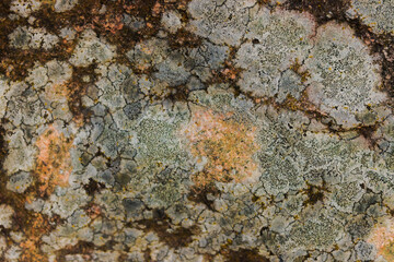 Map Lichens In Northern Ontario