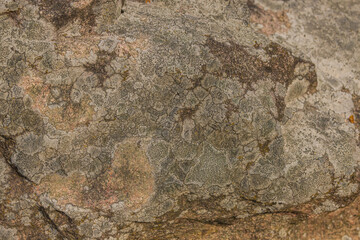 Map Lichens In Northern Ontario