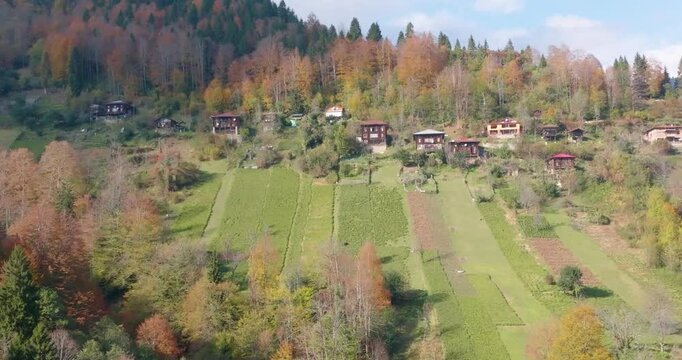 Tea Garden and Houses. Green tea garden with colourful trees in autumn. The settlement accompanied by the blue sky. Black Sea village houses.