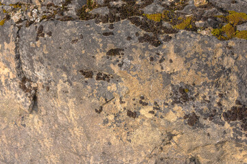 Moss And lichens On A Stone