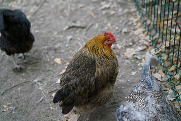 Hens engage in natural behavior, foraging on the ground near a fence in a chicken farm during daytime