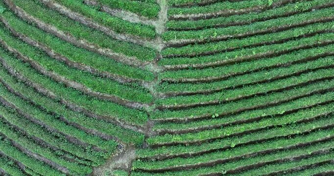 tea garden