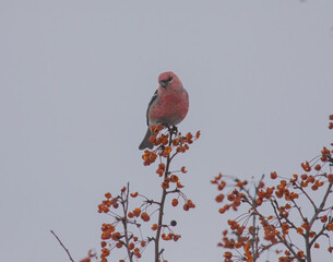 Male Pine Grosbeak Perched In Berry Tree