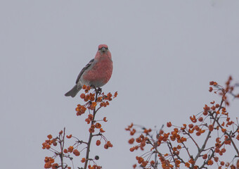 Male Pine Grosbeak Perched In Berry Tree