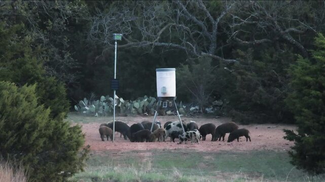 Invasive Wild Boar feeding in texas farmland