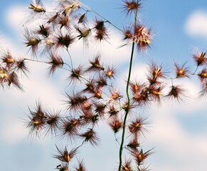 beautiful dandelion flowers on a cloudy blue sky background
