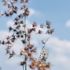 beautiful dandelion flowers on a cloudy blue sky background