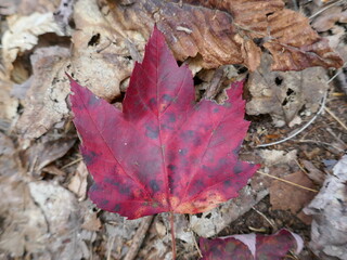 Mottled fall red color fall maple leaf on ground