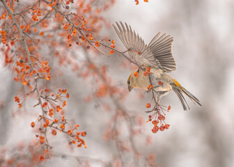 Pine Grosbeak Feeding On Berries