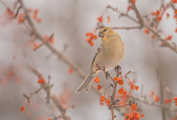 Pine Grosbeaks Feeding On Berries