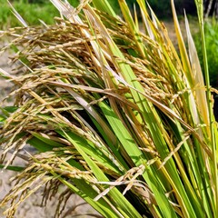 close up of rice grains with stalks