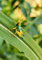 A grasshopper with a blue body and yellow legs is sitting on a leaf