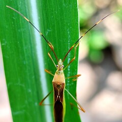 stinging grasshopper is perched on the leaves of a rice plant